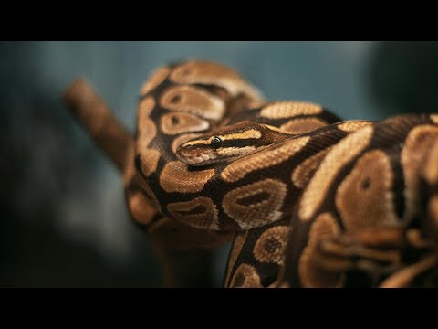 Kahulugan Ng Kulay Brown Na Ahas sa Panaginip