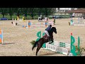 Hongre 4 ans. Petits fils de By Cera d'Ick