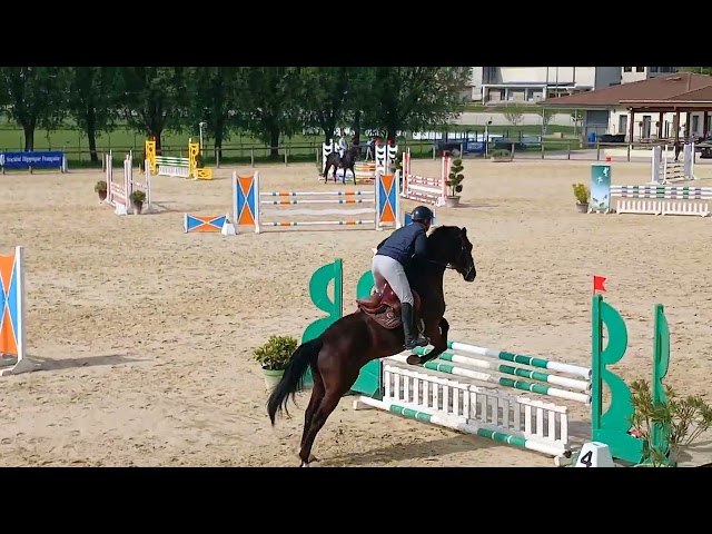 Hongre 4 ans. Petits fils de By Cera d'Ick