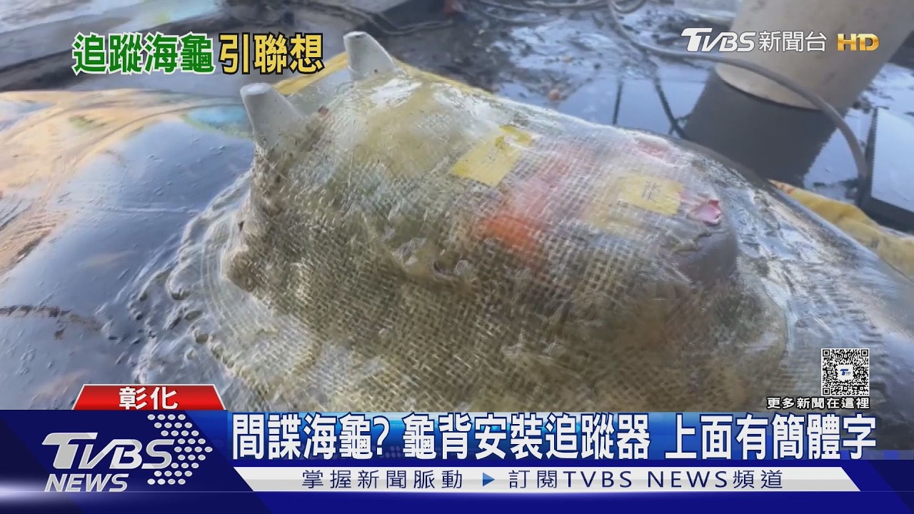 綠蠵龜擱淺彰化蚵架「龜殼有簡體字」 漁民驚:是間諜龜?