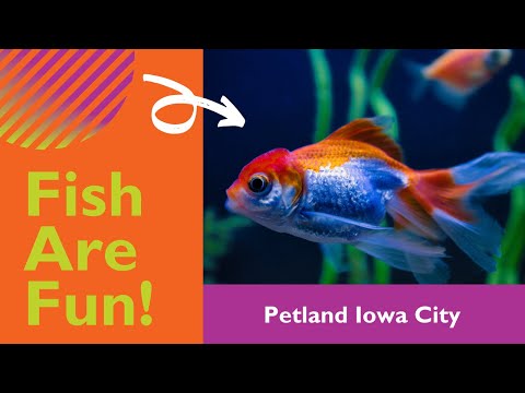 Petland Iowa City Talks Pet Fish