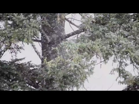 A-TV News, April 2, 2025