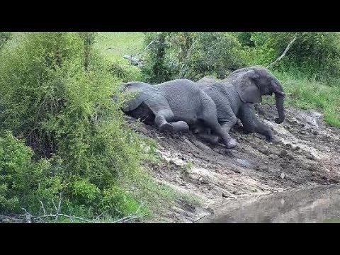Djuma: Two Elephants come to dam for play time-more join-Pt:2 - 08:27 - 01/22/2020