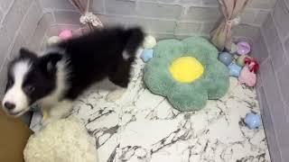 ボーダーコリーの動画01