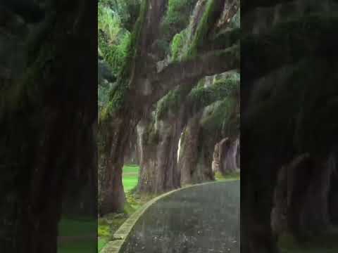 Sev  Feat.  S'Hak - Gna  Gna