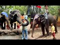 Waleed Ny Elephant Pa Ride Ki