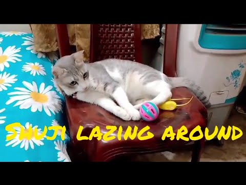 Suji the cat lazing around