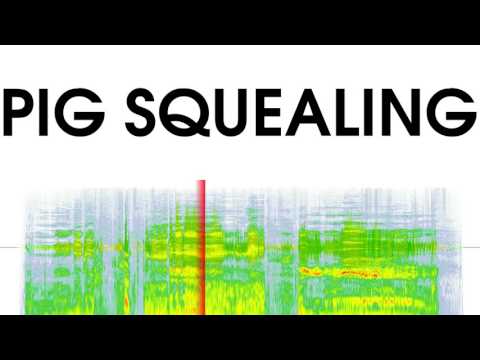 Pig Squealing Sound Effects