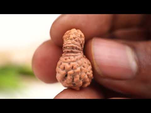 Rudraksha Product Image