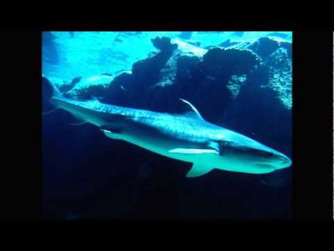 Gece Yolcuları   Hüzün Mix