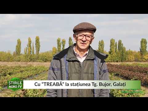 Cu “TREABA” la stațiunea Tg  Bujor, Galati 23 11 2021