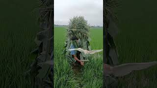 Download lagu Bok Video wow π₯°π₯°π₯° #bird #birds #paddy #rice #viral #tiktok #tranding #Bok mp3 Download lagu Bok Video wow π₯°π₯°π₯° #bird #birds #paddy #rice #viral #tiktok #tranding #Bok mp3