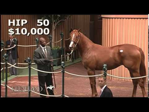 Hip 50, Judy the Beauty - 2010 September Yearling Sale