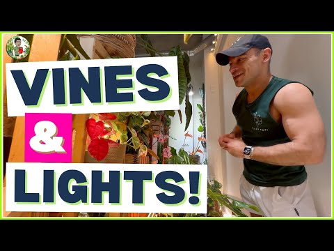 Urban Jungle EVOLUTION! Vining Plants Magic & Lighting Secrets!