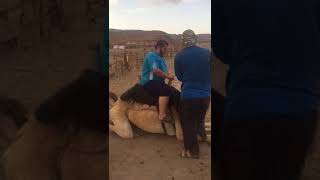 Camel ride FAIL # This guy pushed this camel to his limits