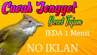 Download lagu MASTERAN CUCAK JENGGOT GACOR (BESET JERNIH) JEDA 1 MENIT mp3