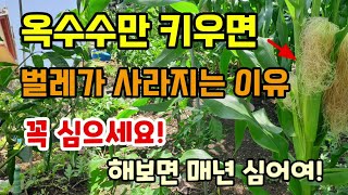 텃밭에 옥수수만 키우면 벌레가 사라지는 이유 한번 해보면 매년 옥수수 심습니다