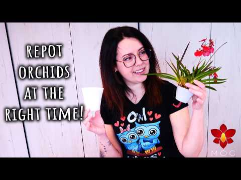 Why it's SO important to repot your Orchid at the right time! - Orchid Care for Beginners