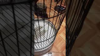 Download lagu Perbedaan srigunting jantan dan betina mp3 Download lagu Perbedaan srigunting jantan dan betina mp3