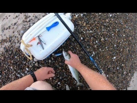 How to catch mackerel from the shore - for beginners