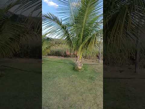 vendo esse em araripina pe Tamanho 3460 metros quadrados 8799102 3154