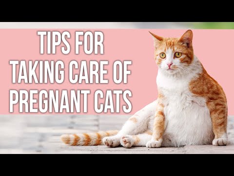 Tips for Taking Care of Pregnant Cat