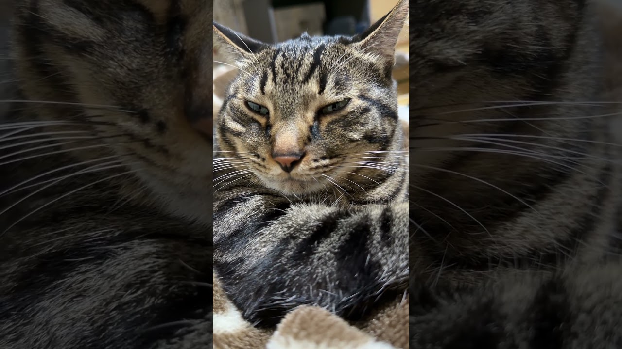 寒くなってきたので猫がくっ付いてくる