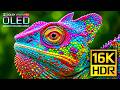 Unbelievable 16K 120fps Video BEST HDR Nature Animals Dolby Vision 4K Video 8K Ultra HD TV