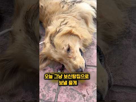 보신탕집에 팔려갈뻔한 벤벤의 반전 최후 #반려견 #반전 #은혜갚은강아지 #천재견