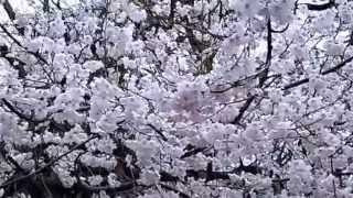 preview picture of video '高岡古城公園 桜（Takaoka-Kojyo Park)(Cherry Blossom）2015.4.4'