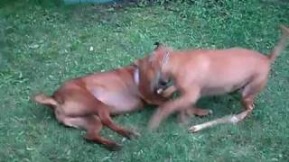 preview picture of video 'Pit Bull and Boxer mix HARD PLAY'