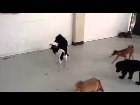 Rascal & Chloe 1/23/14