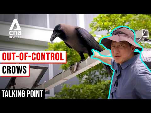 Crows In Singapore: What Is Driving The Surge & Can We Control Them? | Talking Point