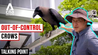Crows In Singapore: What Is Driving The Surge & Can We Control Them? | Talking Point