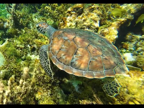 Snorkelling, Negril Jamaica, Bloody Bay, Turtle, Lobster, Stingray.