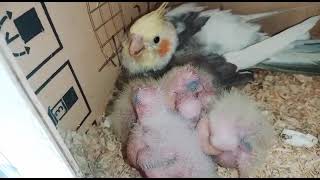 cocktail breed #cocktail #cocktails #cocktailparty #birds