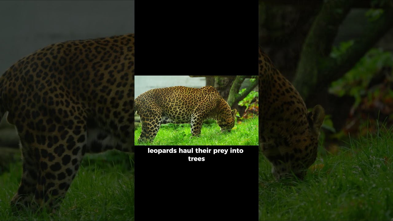 This Wild Cat Can Climb Trees With Its Prey 😳🐆  #animalfacts #didyouknow #leopard #wildcats #fy #fyp