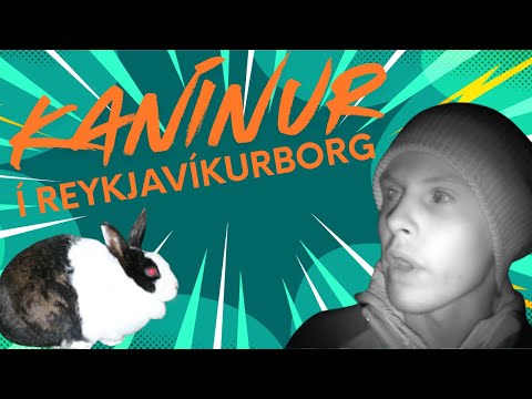 Kanínur í Reykjavíkurborg - Heimildarmynd