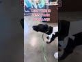 Inexpensive and Last Minute Halloween Dog Costumes