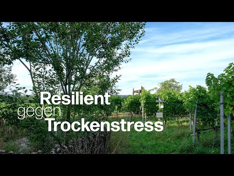 Agroforst und Begrünung: Wie Delinat-Winzer Roland Lenz seine Reben vor Trockenheit schützt