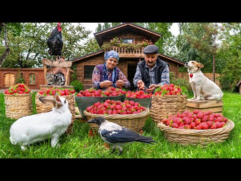 🍓 First Strawberry Harvest of the Year |  Making Strawberry Cake & Jam