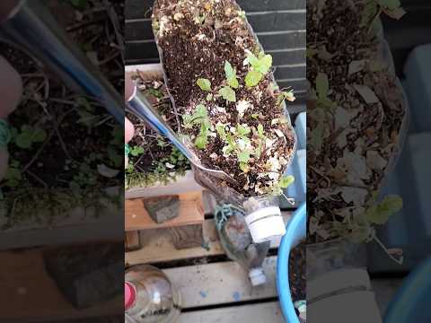 園芸 低木ミント