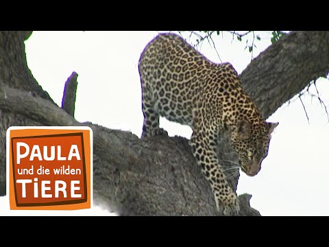 Was macht der Leopard im Baum? | Reportage für Kinder | Paula und die wilden Tiere