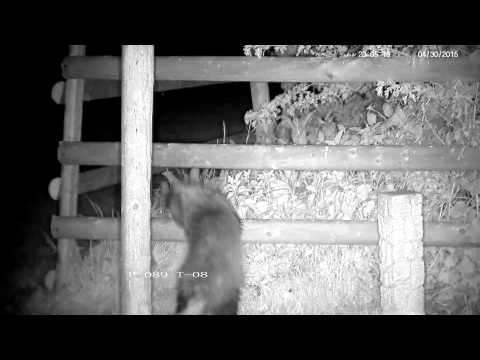 Rural badger finds hidden food on fence - and then climbs it to check for more - with sounds