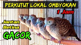 Download lagu Perkutut lokal ombyokan gacor... Perkutut lokal betina dan perkutut lokal jantan gacor bersautan. mp3 Download lagu Perkutut lokal ombyokan gacor... Perkutut lokal betina dan perkutut lokal jantan gacor bersautan. mp3
