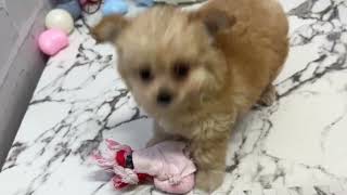 ハーフ犬の動画01