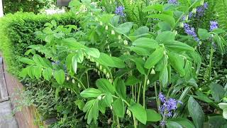 Lilyvale Garden Spring 2020
