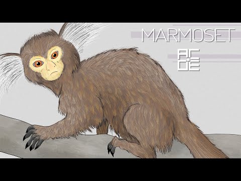 Marmoset - A.COE