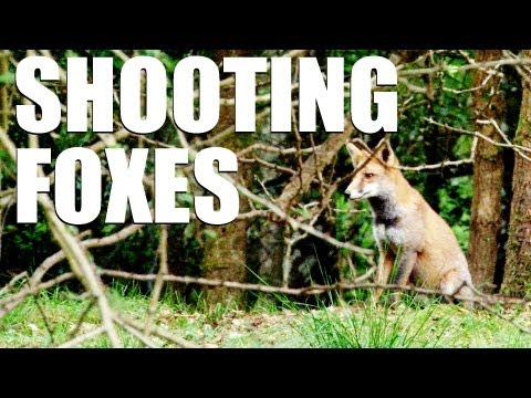 Fieldsports Britain : Shooting foxes