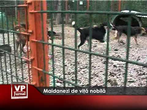 Maidanezi de viţă nobilă
